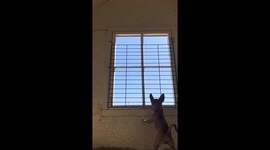 Chihuahua escaping her dog house by climbing