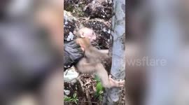 Baby monkey in China rescued after getting its arm trapped in a tree