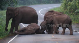Elephant family tries to wake up dozing jumbo enjoying a nap on Thai road