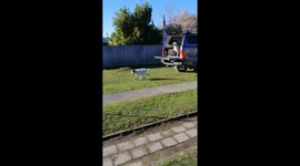 Dog hilariously fails over and over at jumping into owner's truck