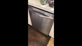 6 year old boy loads dishwasher