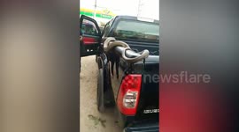 Thai man sparks panic after leaving his pet King Cobra in the back of pickup truck