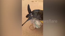 Beachgoers rescue endangered turtle with a plastic sack wrapped around its neck
