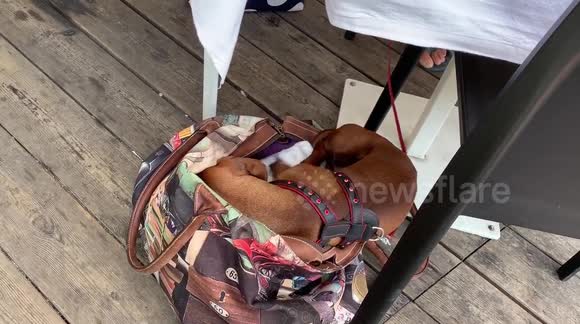 Cute dachshund dog tucks himself into his bag for a nap on his own!