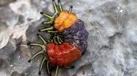 Beautiful Bright Bug Crawls On Rock