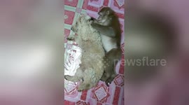 Thai dog groomed by monkey friend