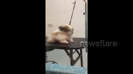 Superhero Shih Tzu's Fur Blows In The Wind
