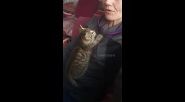 5 week old stray kitten thinks human is mammy cat