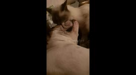 Millie the Bulldog and Mia the cat making out..