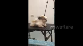 Filipino dog struggles to stay on table while hair dryer blows