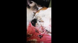 Bulldog, cat, and duckling kisses!