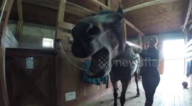 Horse yawning