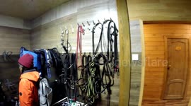 A Day at a Stable