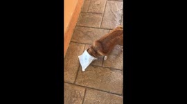 Adorable chihuahua loves pastry crumbs.