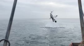 Shark does epic flip after breaching off South Africa's coast