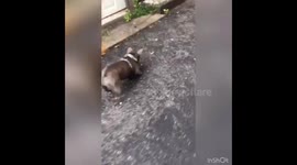 Dog protecting mommy gone wrong