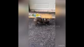Hilarious moment woman runs away screaming after French Bulldog fails to protect her from bug
