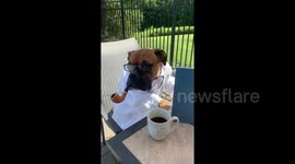 Louie the Boxer Dog Learning to Read / Talk
