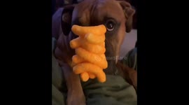 Boxer Dog Cheeto Stack