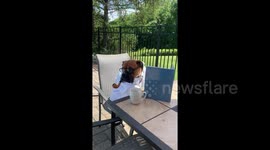 Genius Boxer dog 'reads' about learning to talk while enjoying an elegant pipe