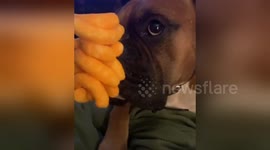Incredibly cute moment boxer dog remains still despite giant mountain of Cheetos in his mouth