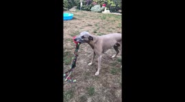 Whippet goes totally spinny for dog toy