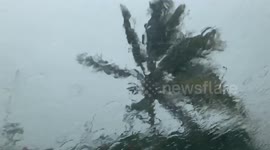 Tropical Storm Dorian versus a coconut tree.