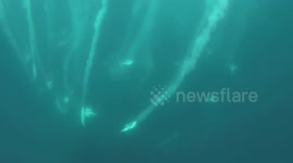 Sardine run whale encounter