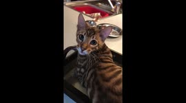 Cat Riding on a Tea Tray