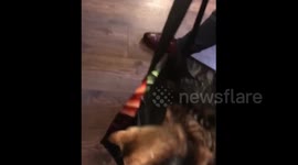 Cats in a Shopping Bag