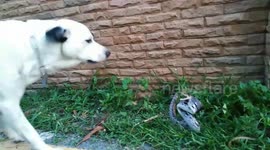 Snake lunges at dog after intense stand-off in Thailand