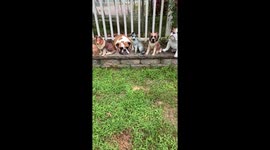 When your Bulldog poses with the lawn ornaments.