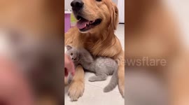 Meet the golden retriever and kitten that are best friends in China
