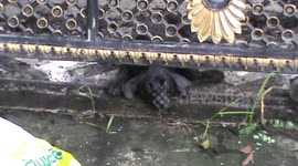 Dog rescued after spending two days with head stuck under gate in Thailand