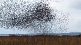 Incredible starling murmuration swirls around field in Wales
