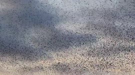 Starlings Flying