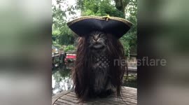 Captain Jack Purr-ow: Most majestic pirate ever is this cat in a wig