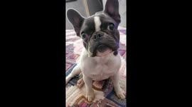 Polite French bulldog tells people to 'kiss her butt'