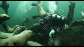 Girl plays with Stellar's Sea Lions like puppies