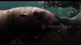 SCUBA diver cuddles Sea Lion