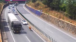 Runaway cow spotted holding up traffic on busy Chinese highway