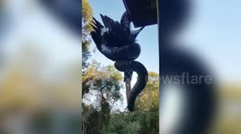 Swiss man witnesses wild python swallow currawong whole in Australia