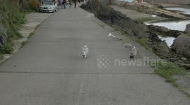 Seagulls at Cornwall beach fight over a starfish