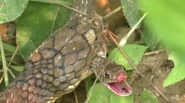 Stomach-churning moment king cobra snacks on a smaller snake, swallows it in entirety