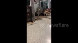 Brave chihuahua puppy barks at bigger dog