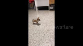 Brave chihuahua puppy barks at bigger dog