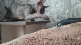 Sphinx cat falls from the fear of an electric razor
