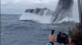 Incredible moment huge humpback whale breaches in front of tourists off Tonga
