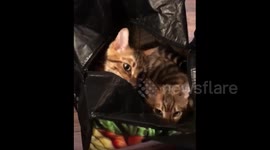 The cat is in the bag! UK kittens love going for a swing in shopping bags