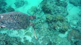 Undersea exploring around the world